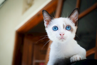 小猫