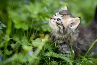 小猫