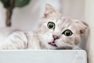 猫咪