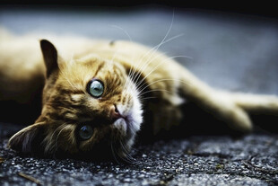 猫