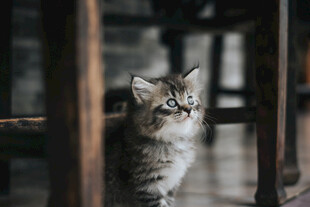 小猫