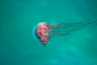 水母