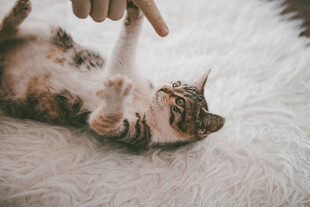 猫咪