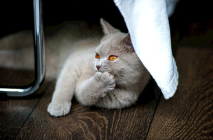 猫咪