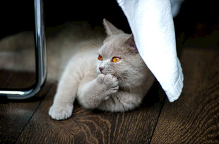 猫咪