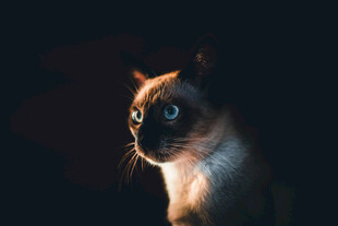 暹罗猫