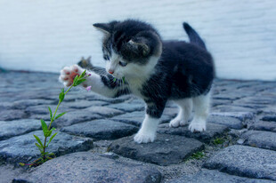 小猫