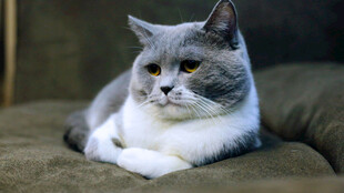 猫咪