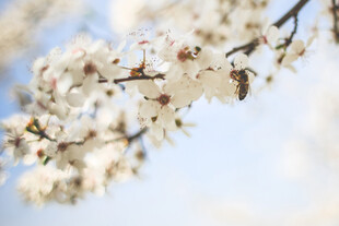 蜜蜂
