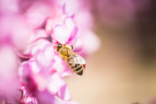 蜜蜂