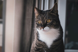 猫咪