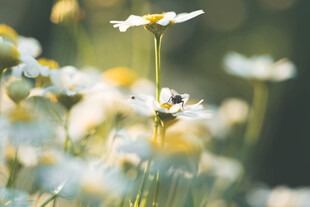 蜜蜂