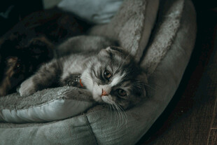 小猫