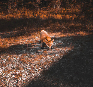 狐狸