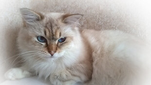 猫咪