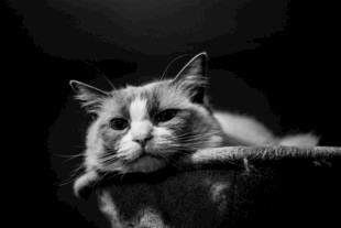 猫咪