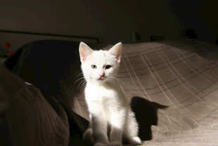 小猫