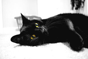 黑猫
