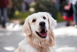 金毛犬