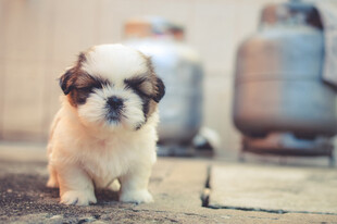 小京巴犬