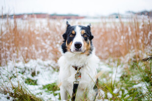 牧羊犬
