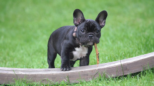 斗牛犬
