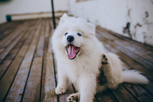 萨摩犬