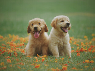 金毛犬