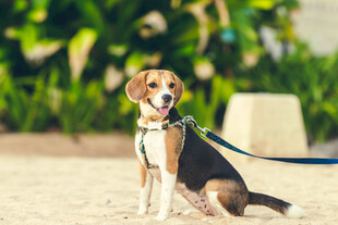 比格犬