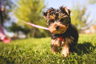 泰迪犬