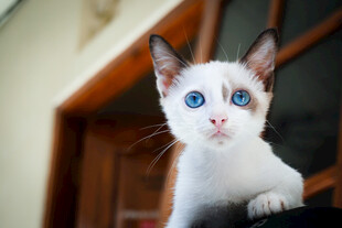 小猫