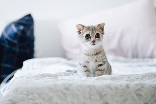 小猫