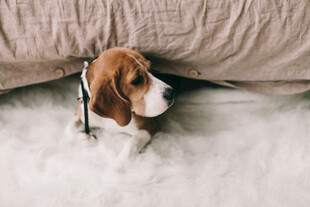 小猎犬
