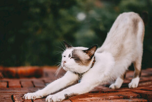 猫咪