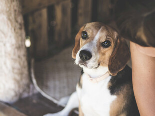 猎犬