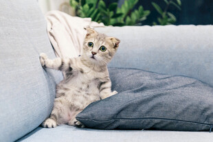 小猫咪