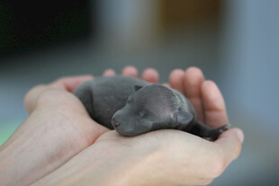 幼犬