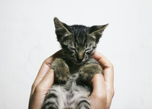 小花猫