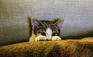 小猫
