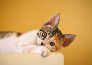 小猫