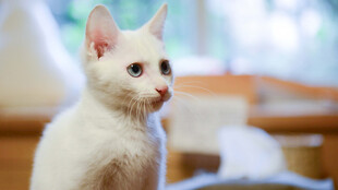 小猫