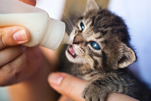 小猫