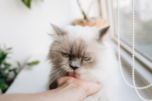 猫咪