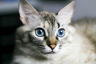 猫咪