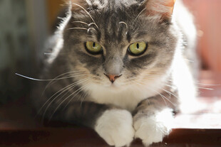 猫咪