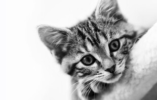 小猫