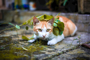 猫