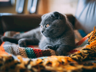 猫咪
