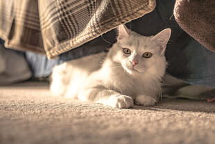 小猫