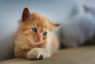 小猫